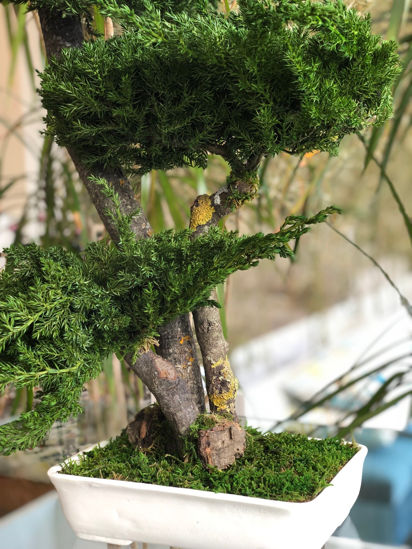 Bonsai juniperus médio