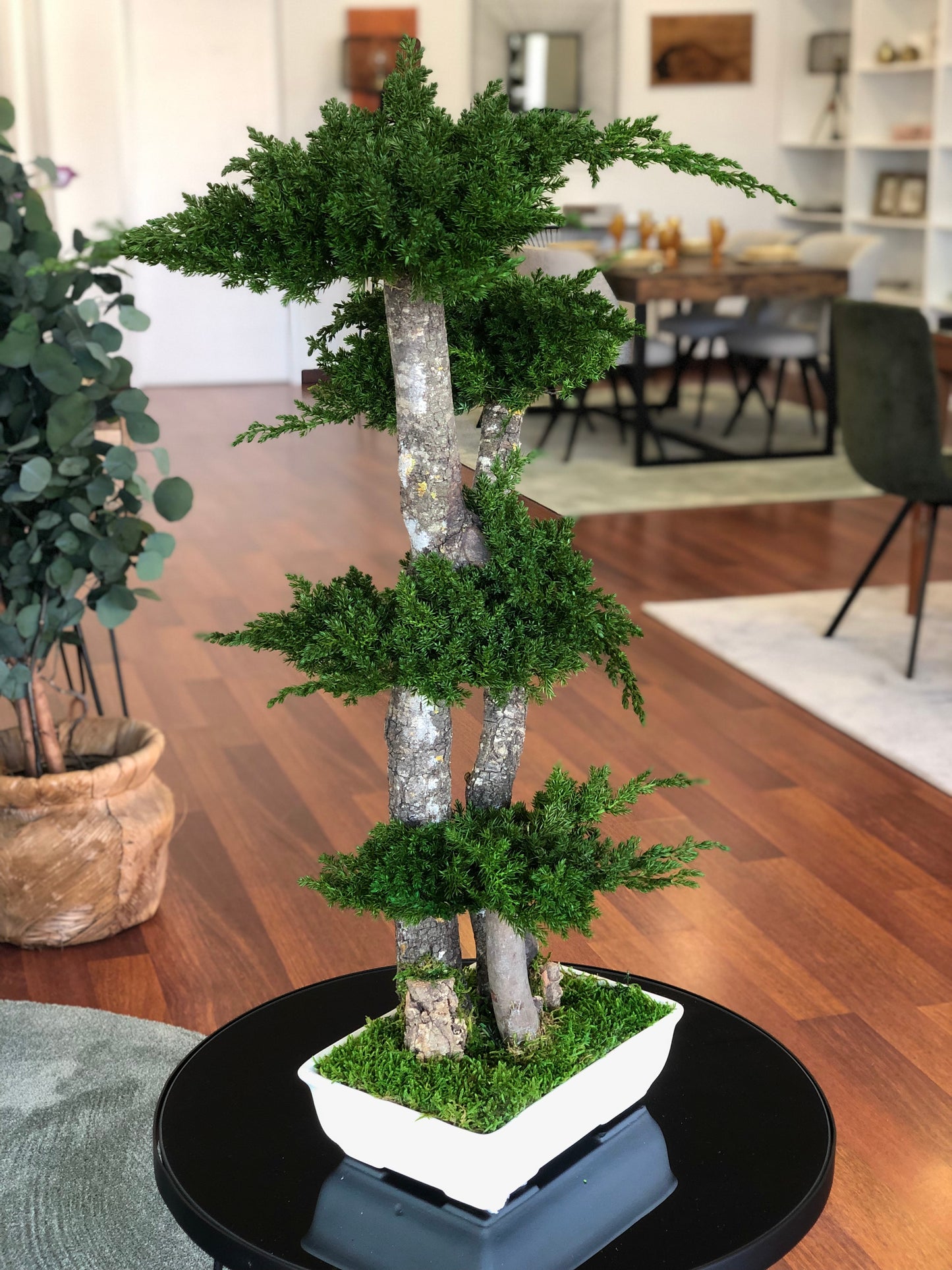 Bonsai juniperus grande