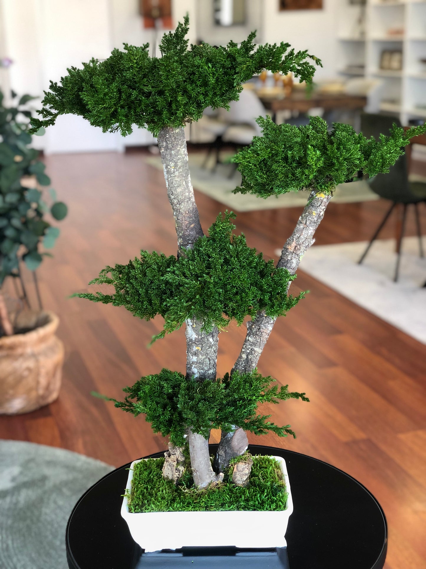 Bonsai juniperus grande