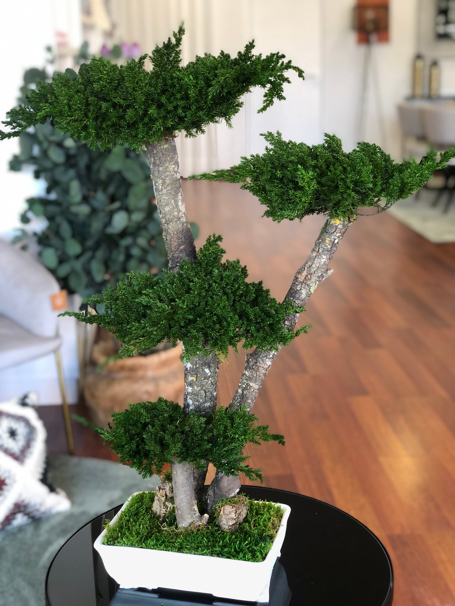 Bonsai juniperus grande