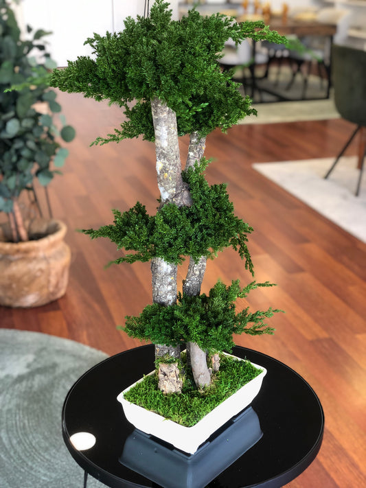 Large juniperus bonsai