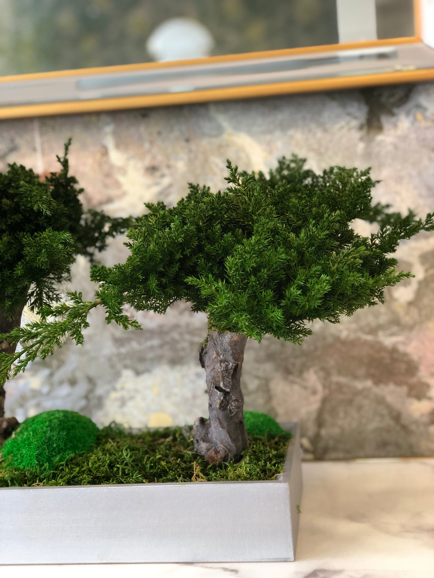 Bonsai duplo