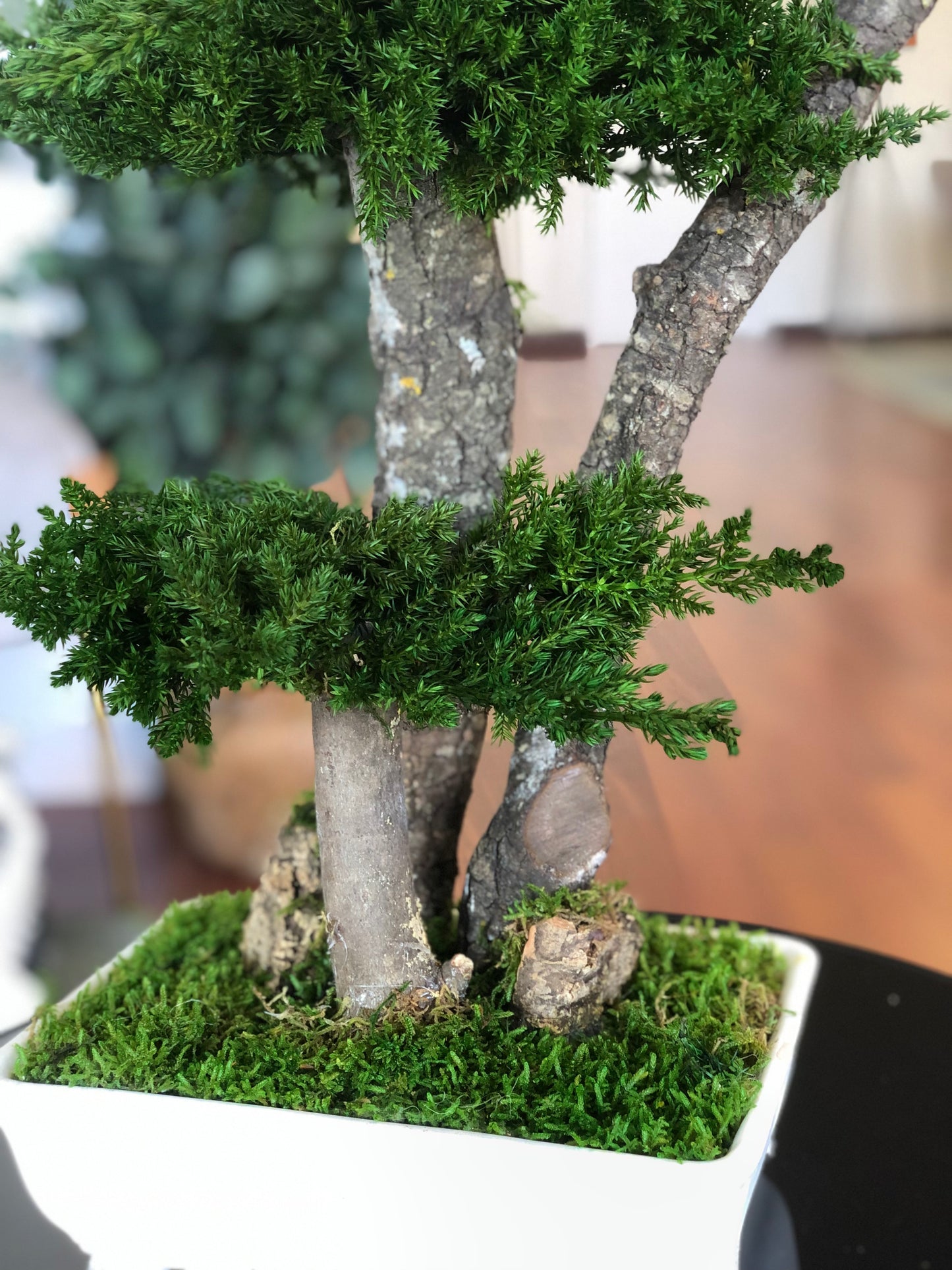 Bonsai juniperus grande